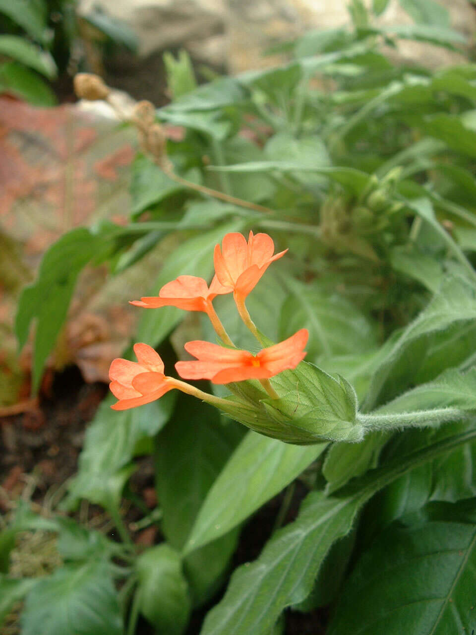 Image of Crossandra infundibuliformis (L.) Nees