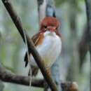 Plancia ëd Corythornis madagascariensis (Linnaeus 1766)