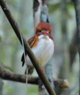 صورة Corythornis madagascariensis (Linnaeus 1766)