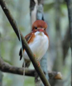 صورة Corythornis madagascariensis (Linnaeus 1766)