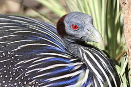 Image of guineafowls