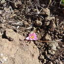 Plancia ëd Hesperantha schelpeana Hilliard & B. L. Burtt