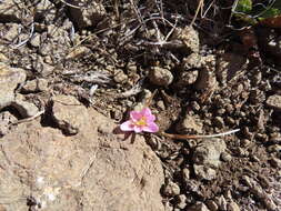 Plancia ëd Hesperantha schelpeana Hilliard & B. L. Burtt