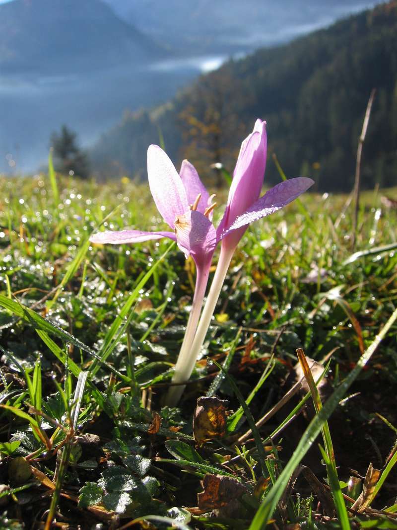 Image of Autumn crocus