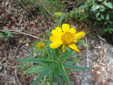 Image of longleaf crownbeard