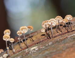 Image of Marasmius alveolaris Cleland 1927