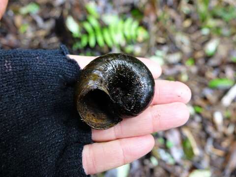 Image of Kauri Snail