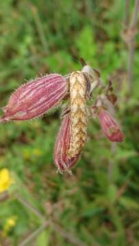 Image of vipers bugloss