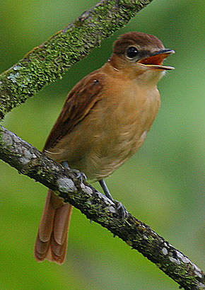 Plancia ëd Pachyramphus cinnamomeus Lawrence 1861