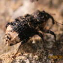 Image of Weevil