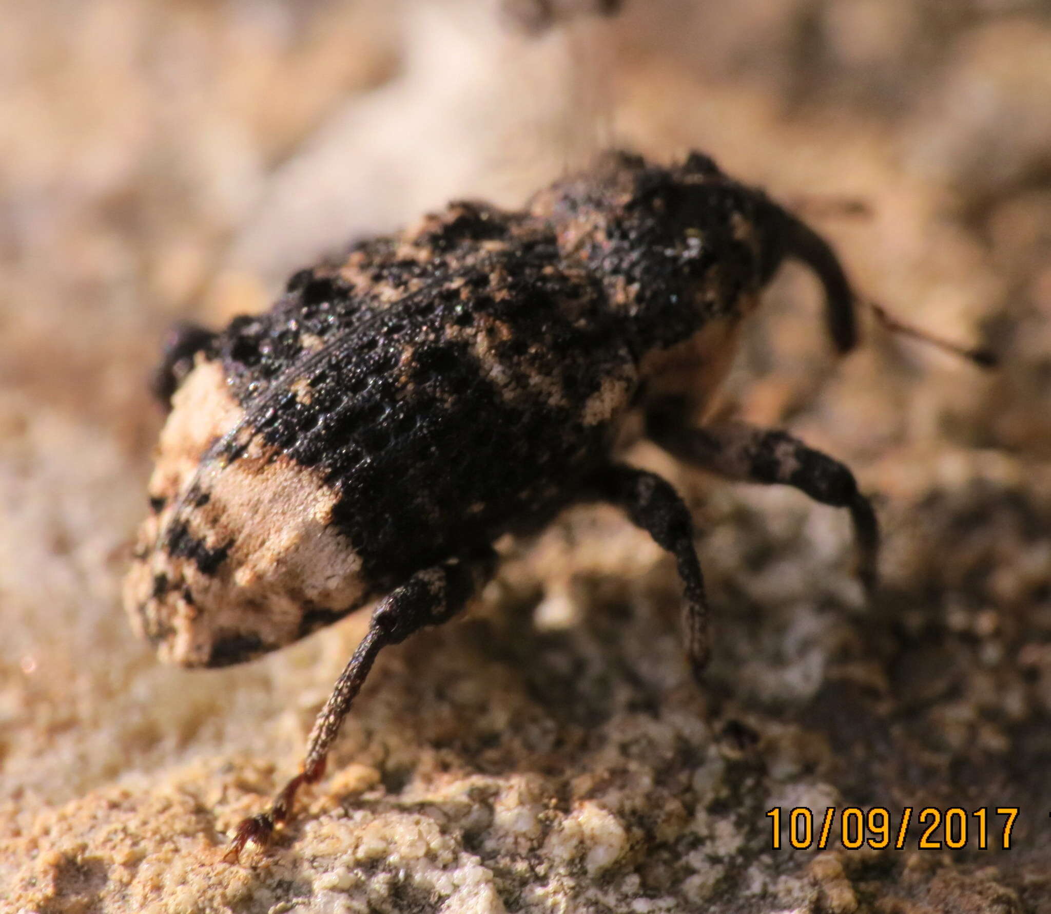 Image of Weevil