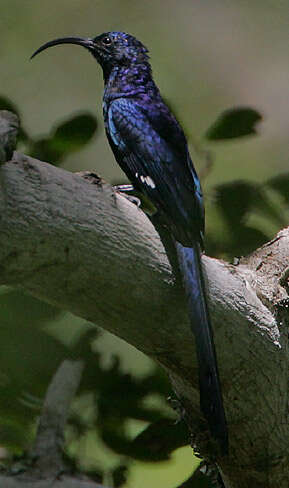 Image of hornbills and relatives