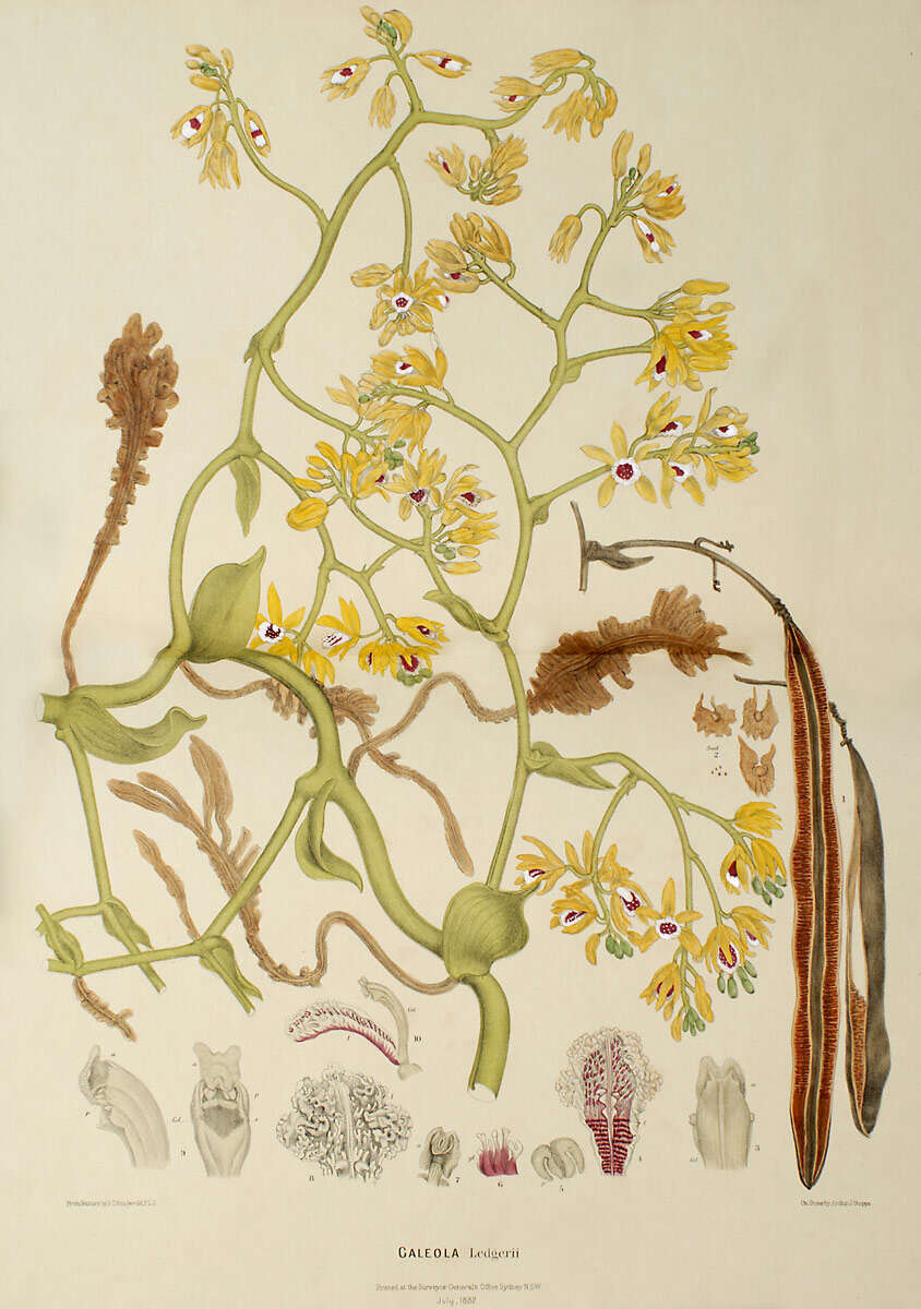Image of Pseudovanilla foliata (F. Muell.) Garay
