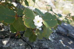 Image of Perrierodendron quartzitorum J.-F. Leroy, Lowry, Haev., Labat & G. E. Schatz