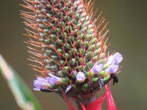 Imagem de Aechmea ornata (Gaudich.) Baker