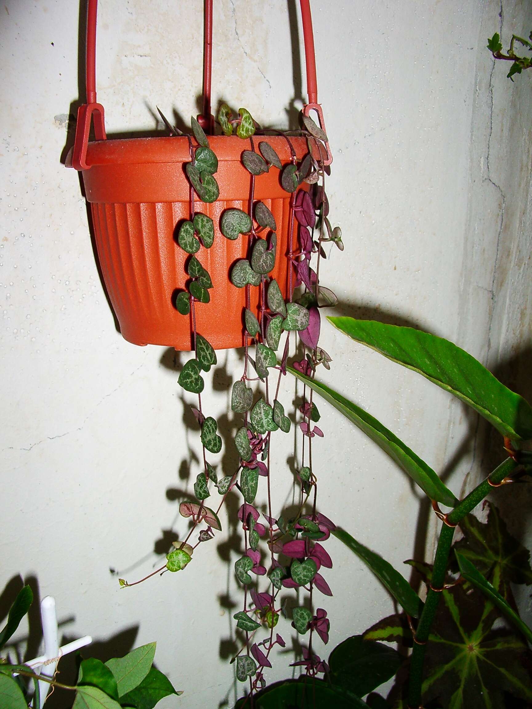 Image de Ceropegia collaricorona Werderm.