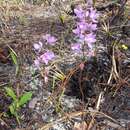 Calopogon multiflorus Lindl. resmi