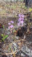 Image of Many-flowered grass-pink orchid