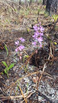 Calopogon multiflorus Lindl.的圖片