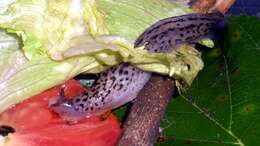 Image of garden slugs