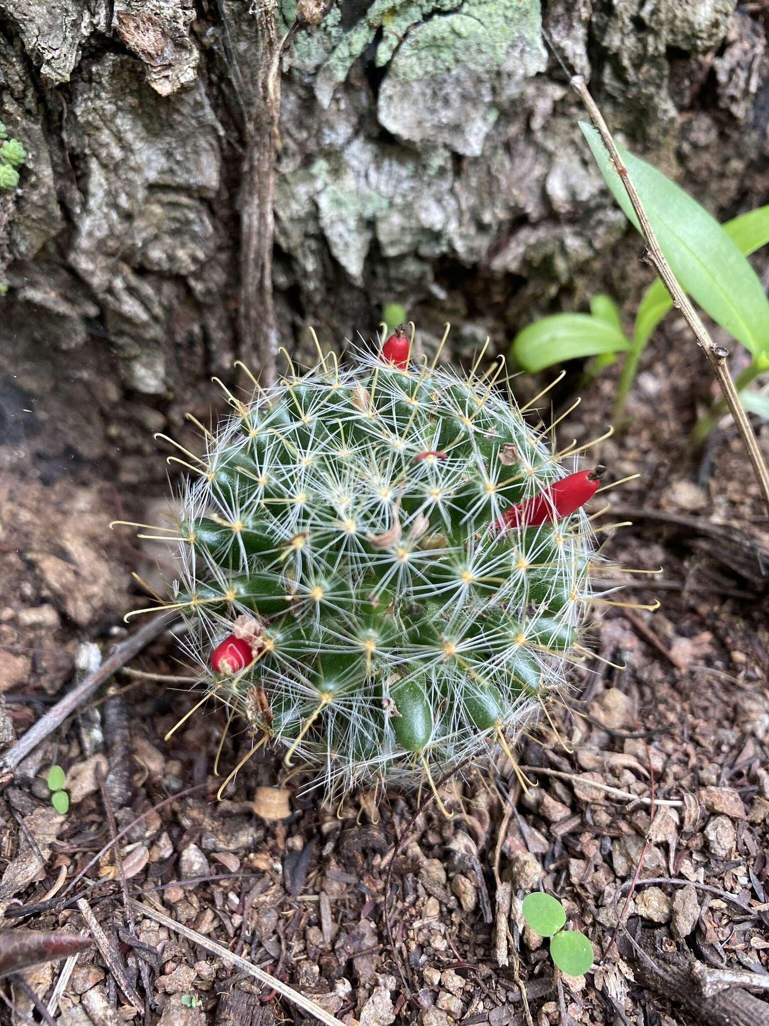 Image of Mammillaria crinita DC.