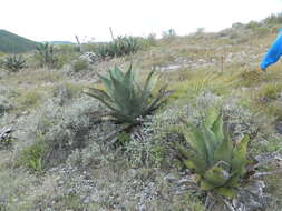 Image of Agave salmiana var. ferox (K. Koch) Gentry