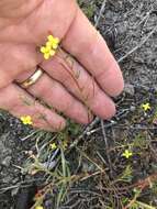 Image of sandysoil suncup