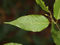 Image of Carpinus viminea Wall. ex Lindl.