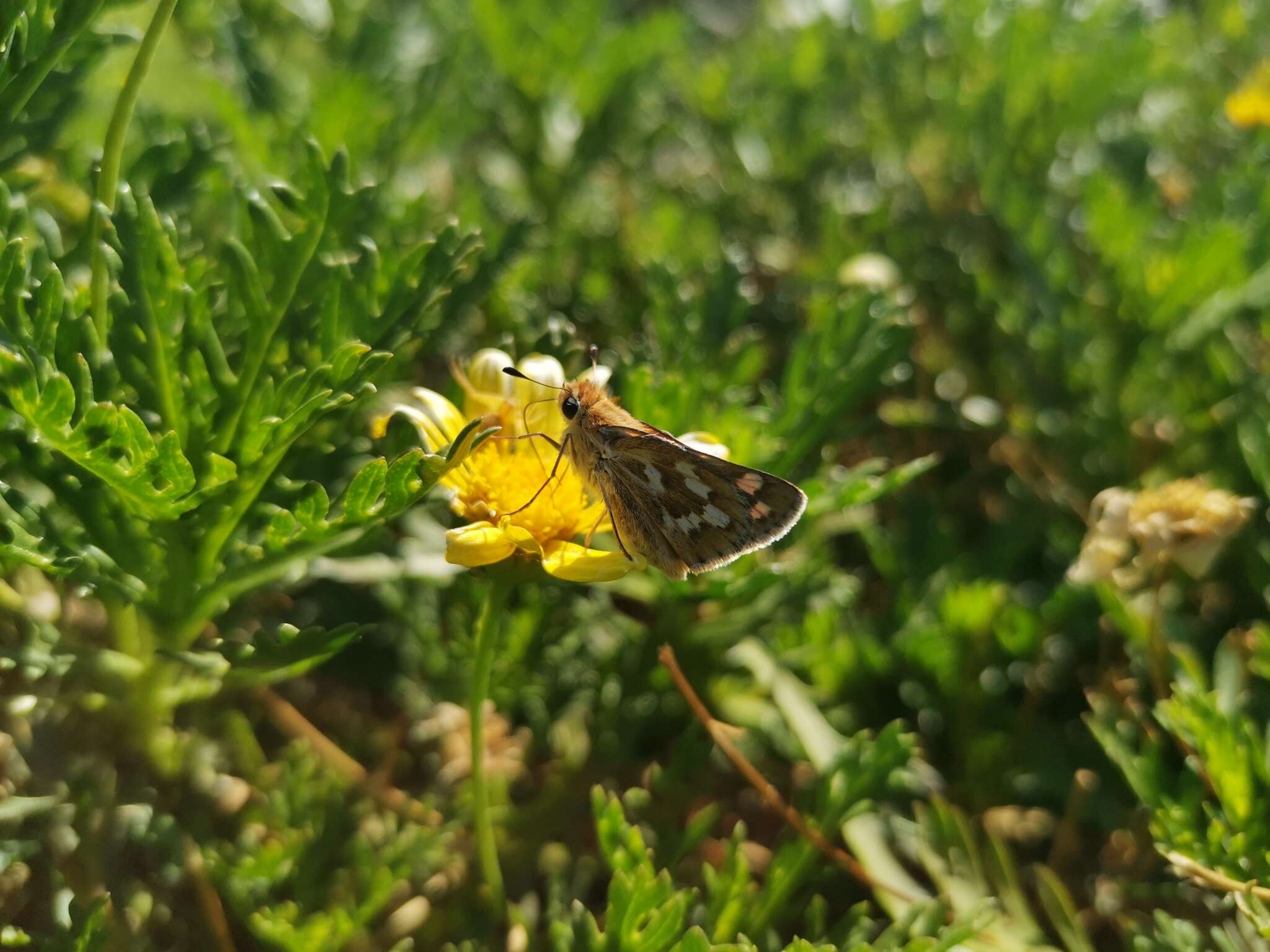 Image of Hylephila signata Blanchard 1852