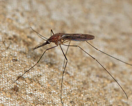 Image of Anopheles walkeri Theobald 1901