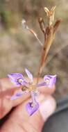 Image of Moraea elliotii Baker