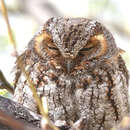 Image of Flammulated Owl