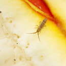 Image of hairy ground springtail