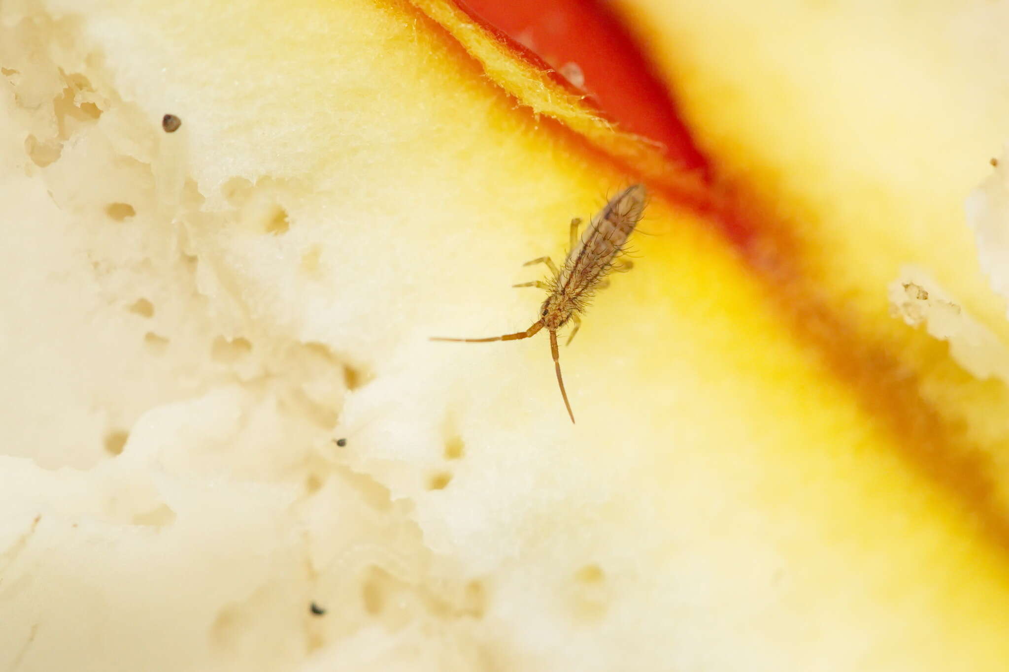 Image of hairy ground springtail