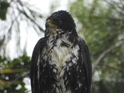 Image of Black Sparrowhawk