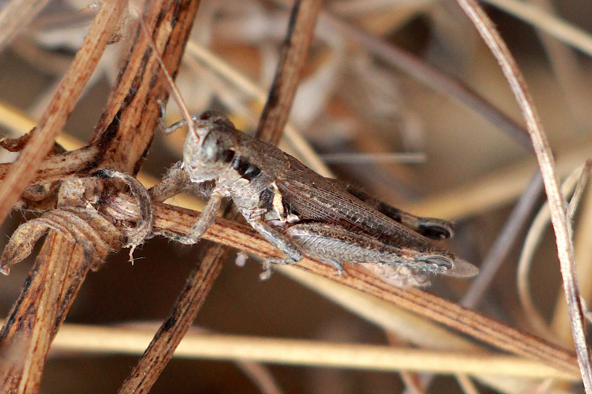 Image of Melanoplus cinereus cyanipes Scudder & S. H. 1897