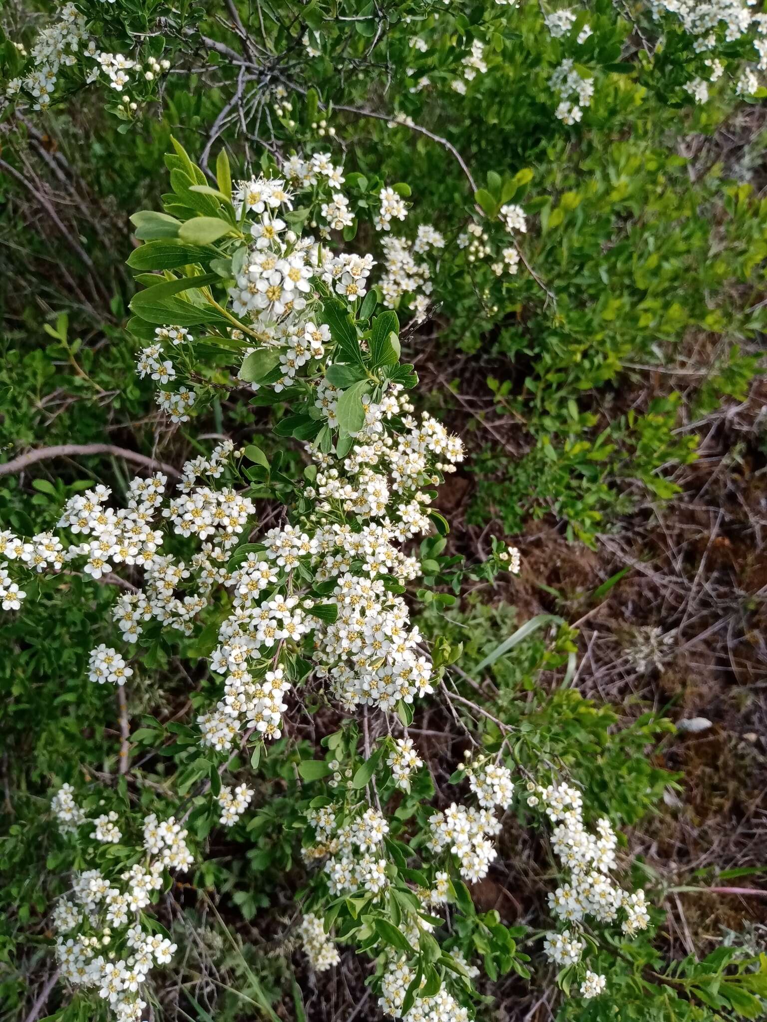 Image of Spiraea crenata L.