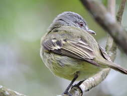 Image of White-fronted Tyrannulet