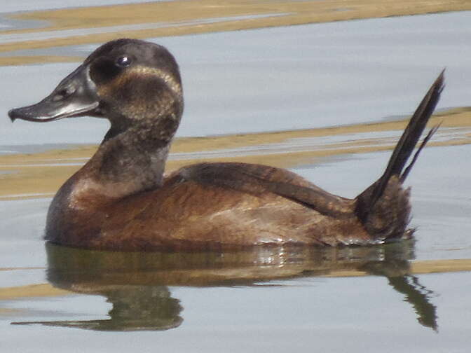 Image of White-headed Duck