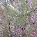 Image of Leptomeria acida R. Br.