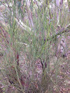 Image of Leptomeria acida R. Br.