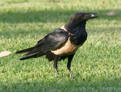 Image of Pied Crow