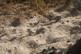 Image of Red-sided Curly-tailed Lizard