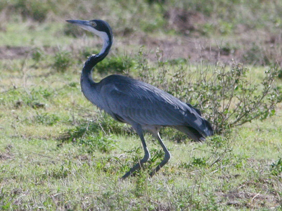 Image of Black-headed Heron