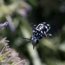 Thyreus caeruleopunctatus (Blanchard 1840) resmi