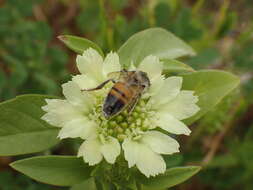 Image of Lomelosia prolifera (L.) W. Greuter & Burdet