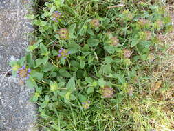 Prunella vulgaris subsp. vulgaris resmi