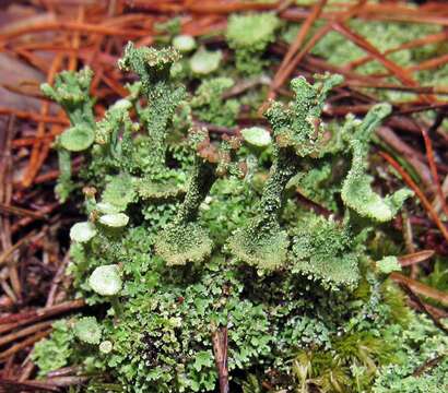 Image of cup lichen