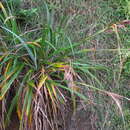 Image of Carex trifida Cav.