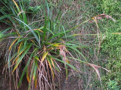 Imagem de Carex trifida Cav.